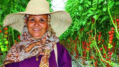 Fairtrade tomaten uit het zonnige Tunesië